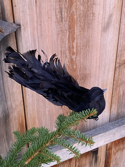 Krøllfjær-fugl Svart - UND Signature 