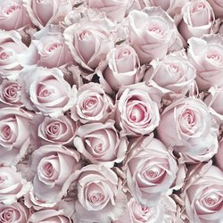 Napkin Pastel Roses, 33x33cm 20stk ikke relevant - Ambiente