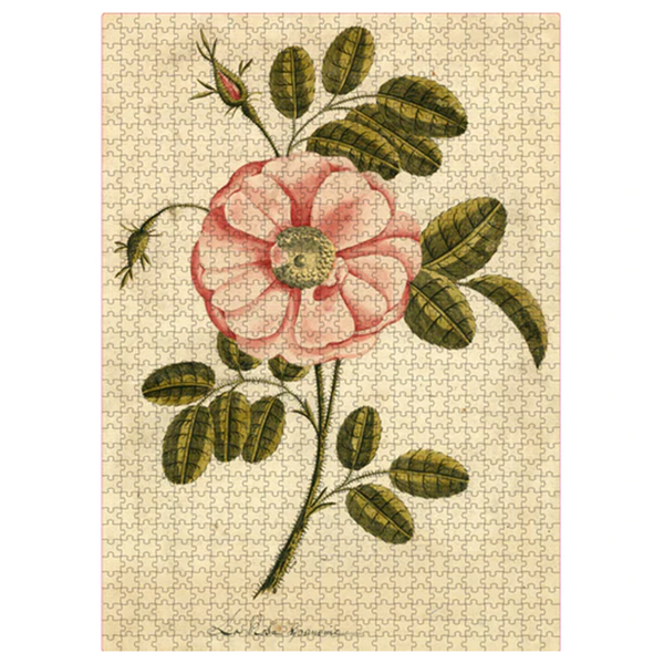 Artisan puslespill 1000 Garden Rose