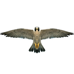 Brookite Drage Falk Drage Falk - Brookite