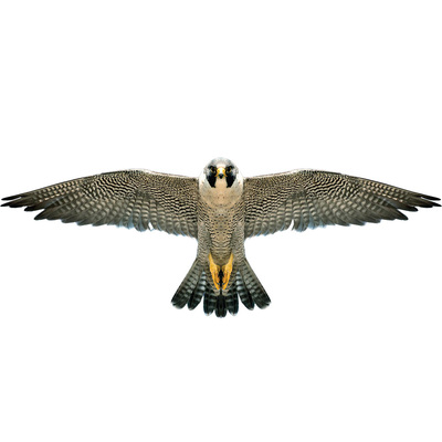 Brookite Drage Falk Drage Falk - Brookite