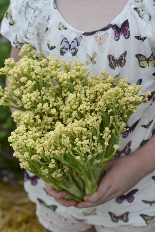 Kål, Blom - Blumini