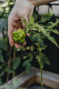 Chilipepper - Jamaican Bell ikke relevant - Nelson Garden