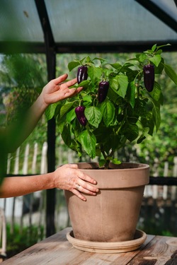 Paprika, Potte - Snacking Purple ikke relevant - Nelson Garden