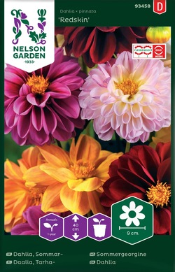 Sommergeorgine - Redskin ikke relevant - Nelson Garden