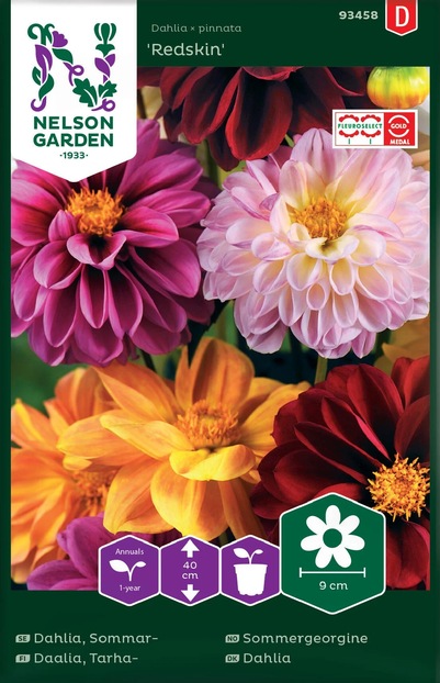 Sommergeorgine - Redskin ikke relevant - Nelson Garden