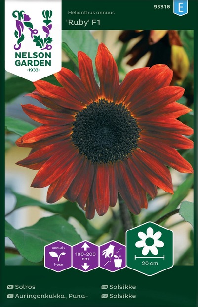 Solsikke - Ruby F1 ikke relevant - Nelson Garden