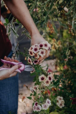 Sommerfloks - Cherry Caramel ikke relevant - Nelson Garden