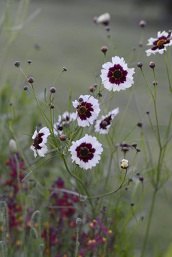 Purpurøye - Incredible Swirl ikke relevant - Nelson Garden