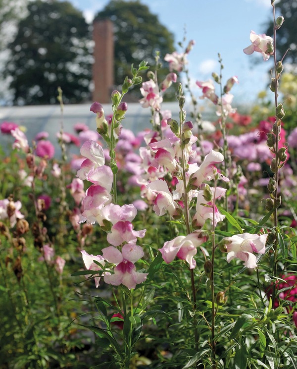 Prydløvemunn - Lucky Lips