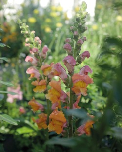 Prydløvemunn - Opus Early Bronze F1 ikke relevant - Nelson Garden