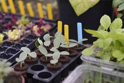 Stikketikett Plast 4 Farger 40stk ikke relevant - Nelson Garden