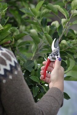 Beskjæringssaks 17cm ikke relevant - Nelson Garden