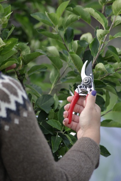 Beskjæringssaks 17cm ikke relevant - Nelson Garden