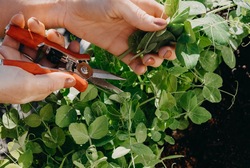 Blomstersaks 15cm ikke relevant - Nelson Garden