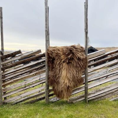 Spælsaueskinn fra Færøyene Brun - Hyttestil